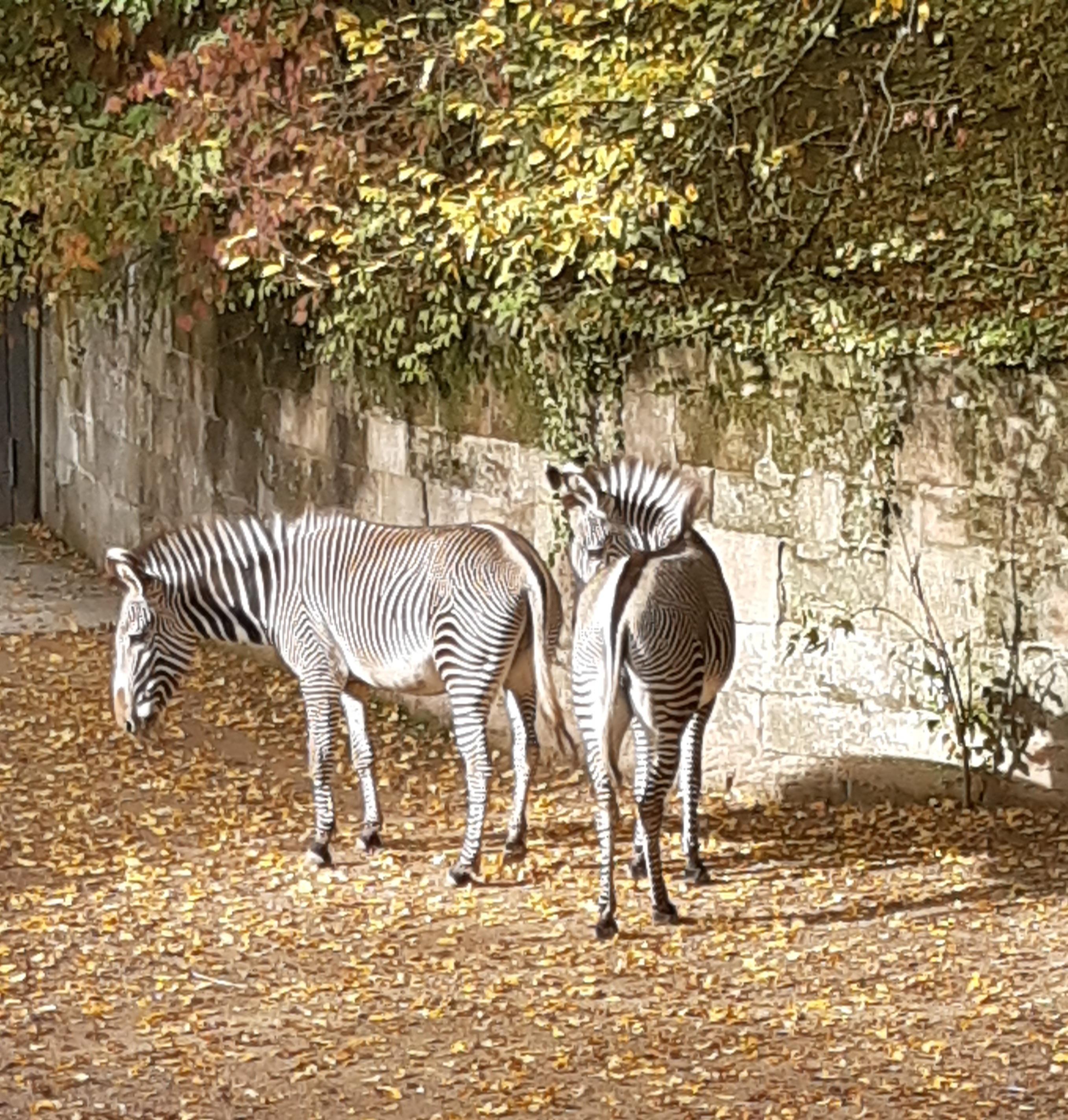 Tiergarten3.png - 924,13 kB